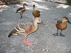 243 Wildlife Habitat Port Douglas